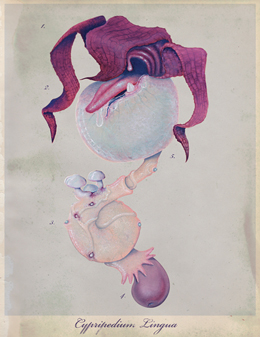 Cypripedium_shop